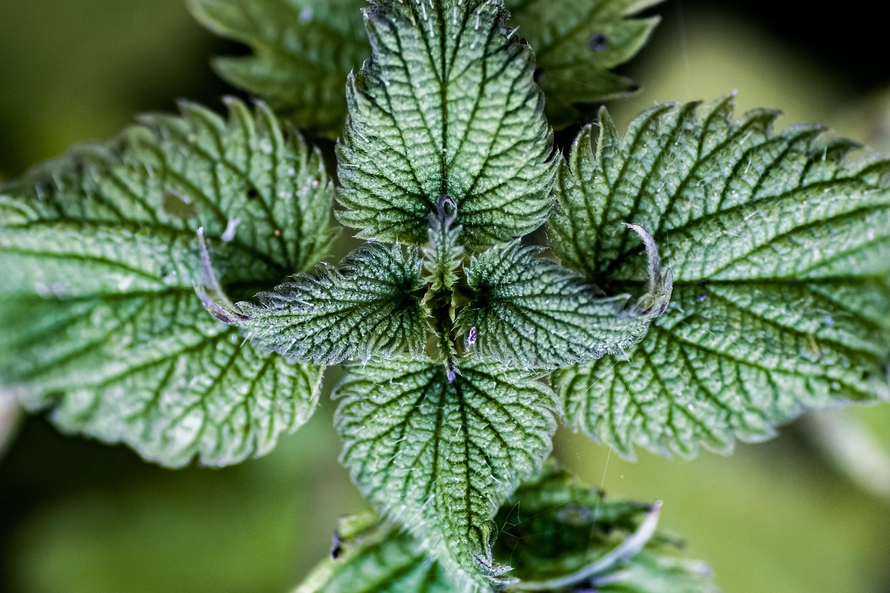 nettle, common nettle, stinging nettle, nettle leaf, urtica dioica, nettle, nettle, nettle, nettle, nettle, stinging nettle, urtica dioica